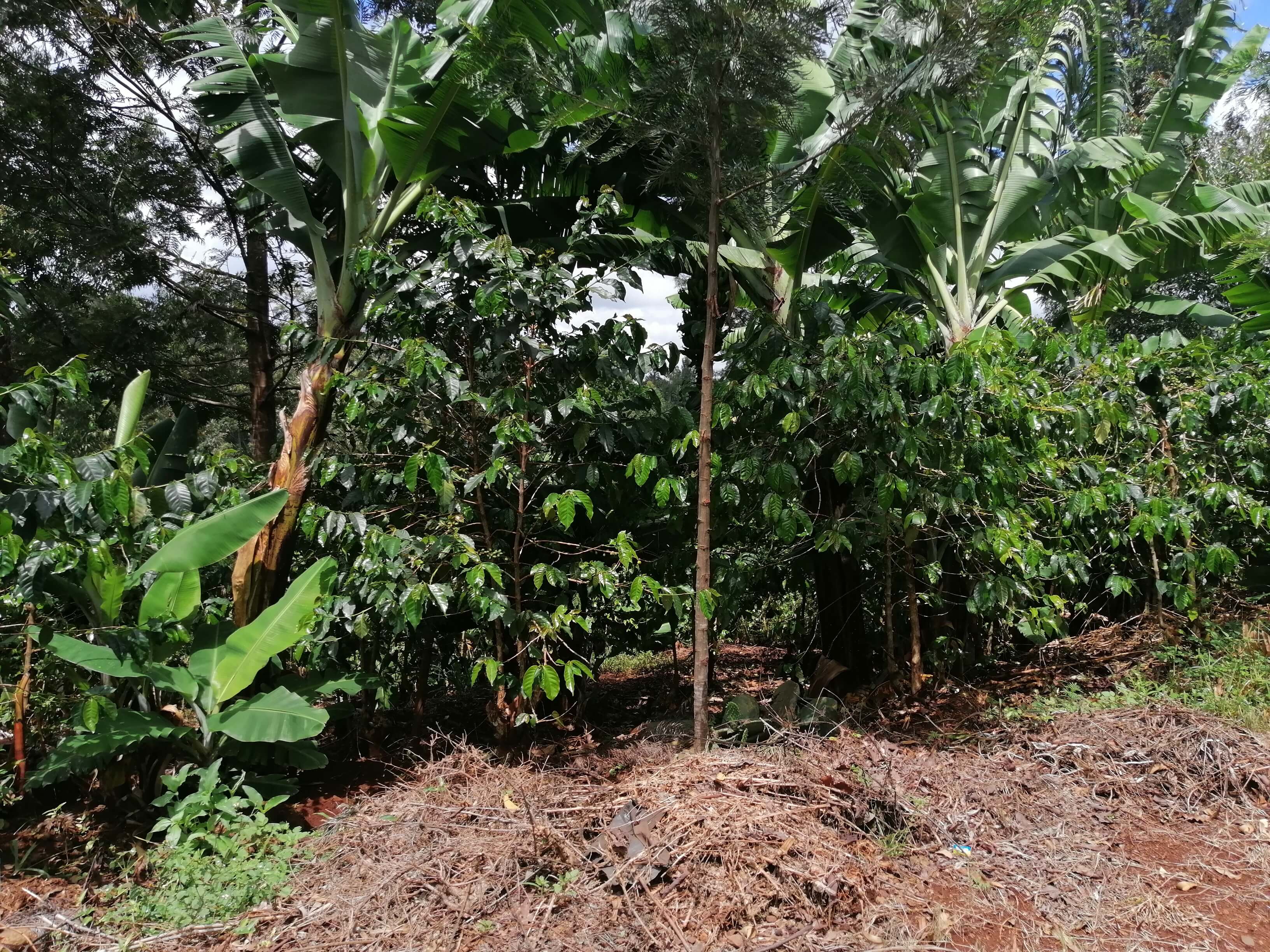 Our 5.75-Acre Coffee Plantation with Banana Plantations and Grevillea Robusta Trees