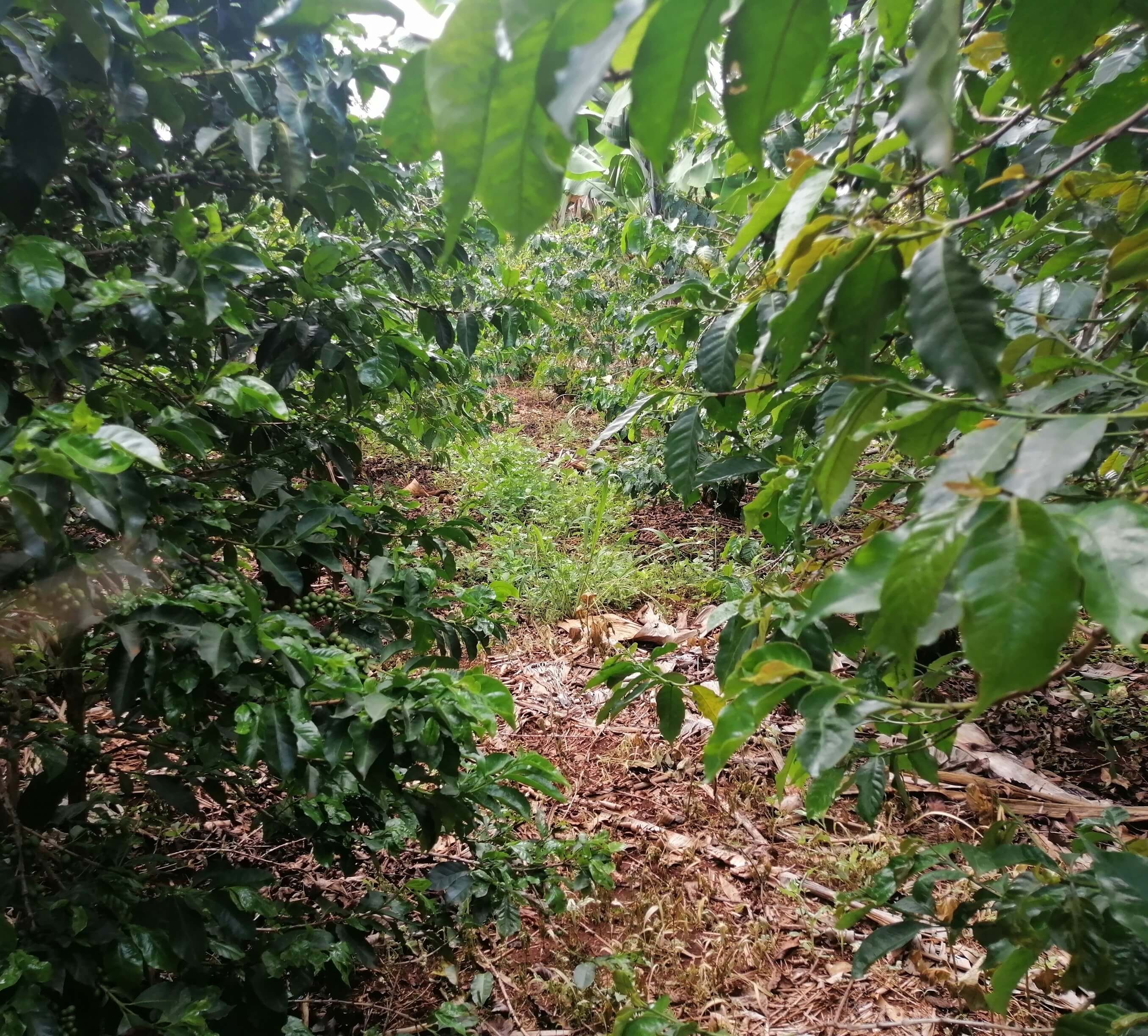 A Row of Well-fed Coffee Trees in Our 5.75-Acre Coffee Plantation