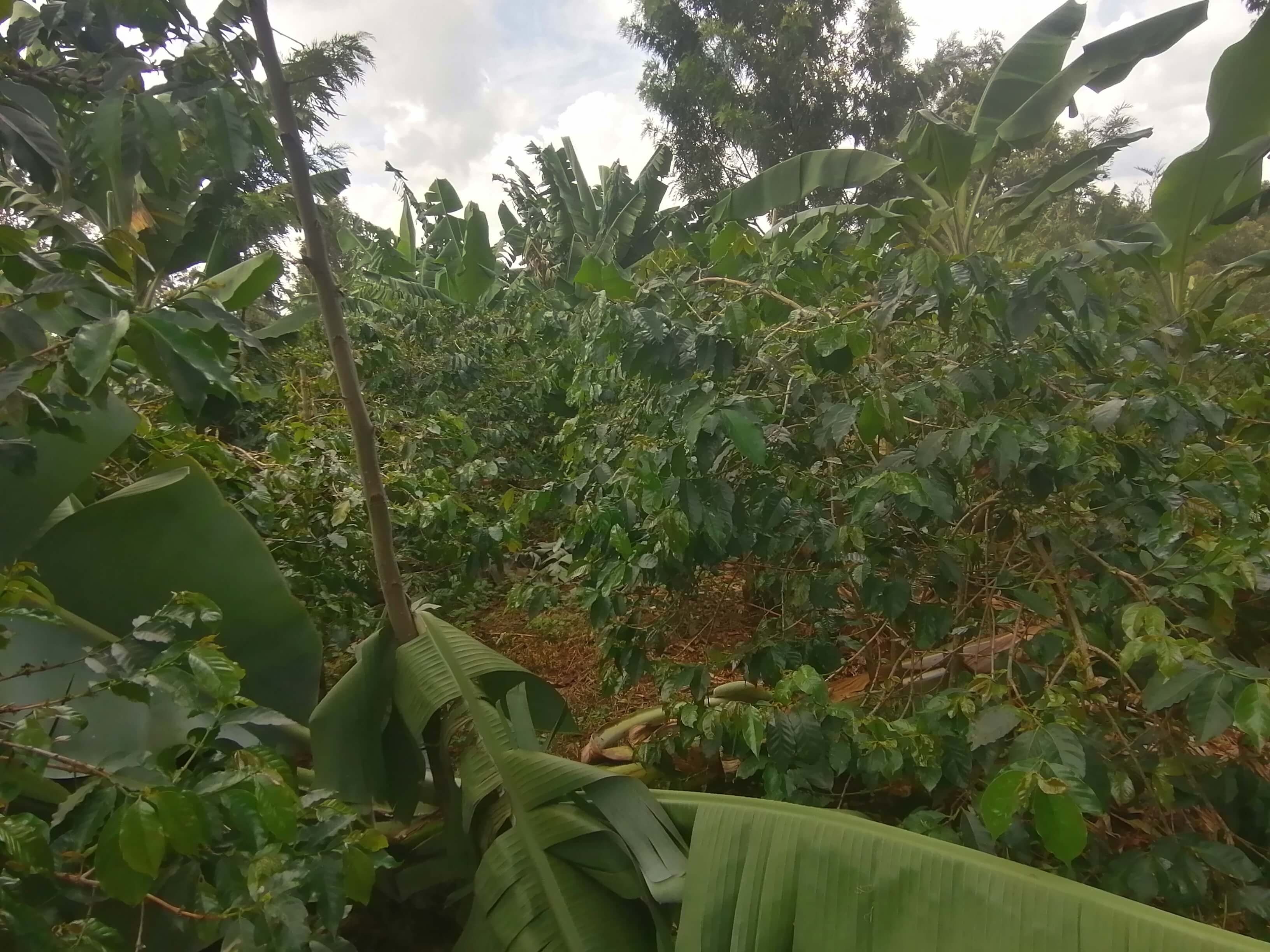 Our 7-Acre Coffee Plantation