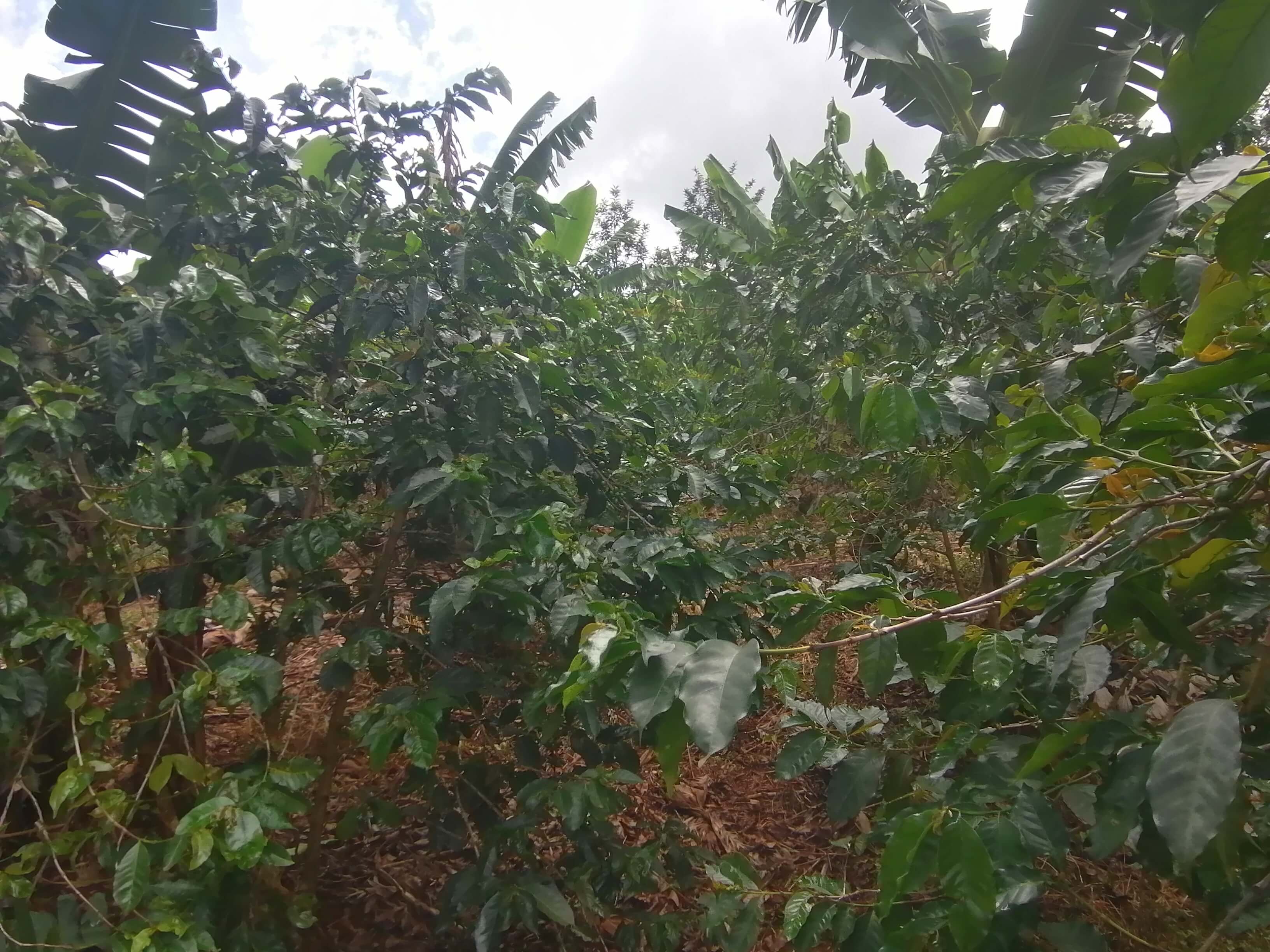 Our 7-Acre Coffee Plantation 2
