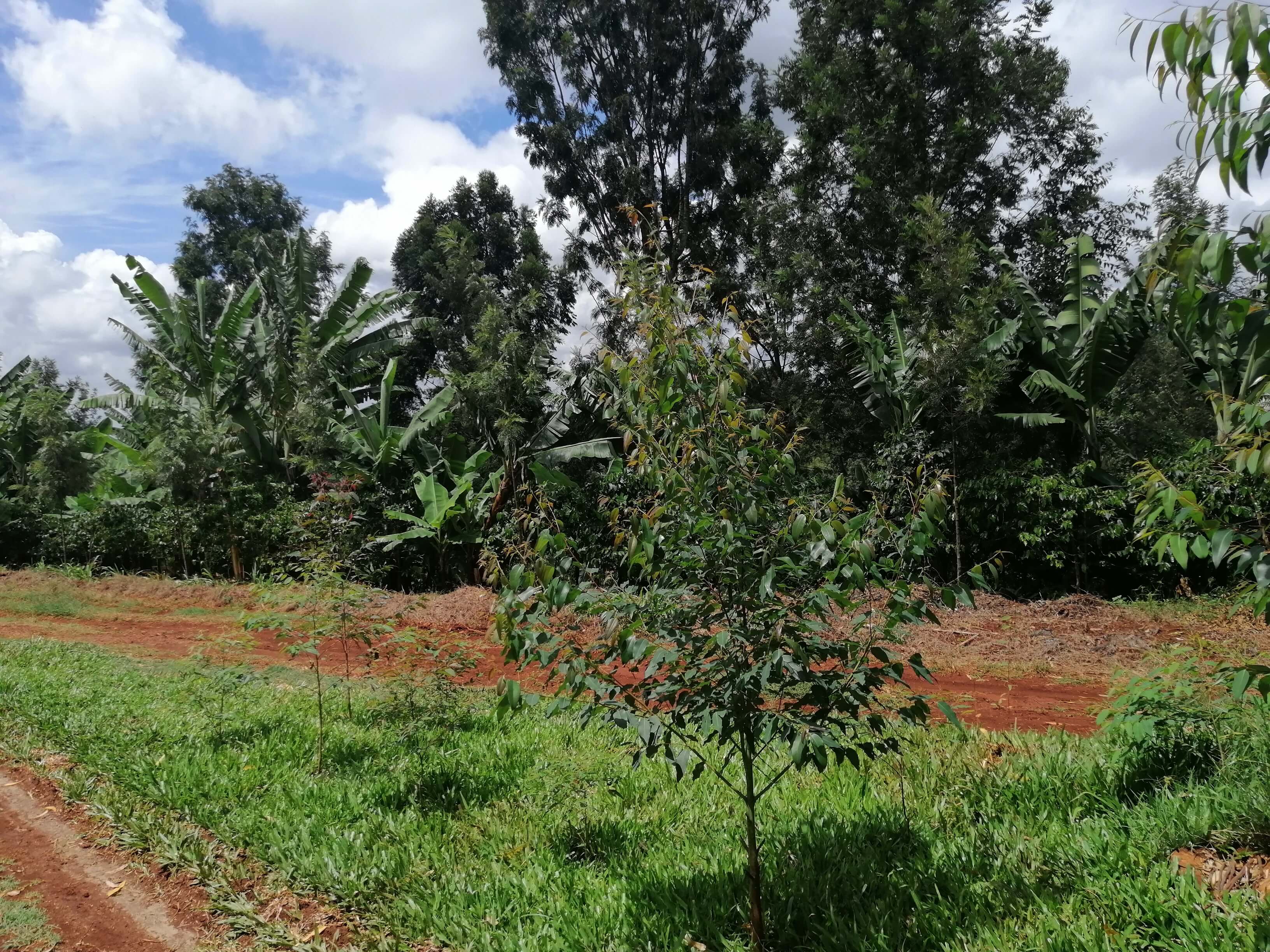 Southwestern Quarter of Our 5.75-Acre Plantation