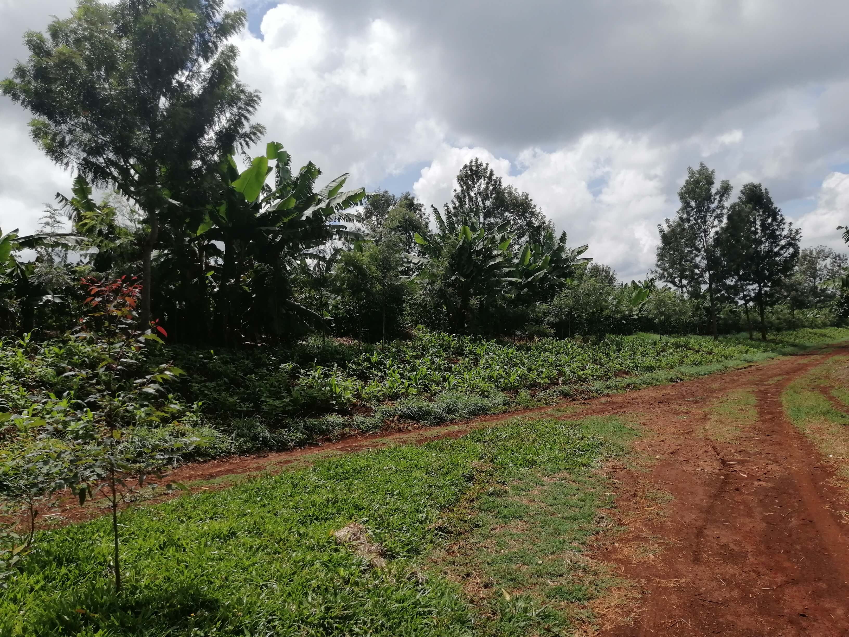 Southern Quarter of Our 5.75-Acre Coffee Plantation