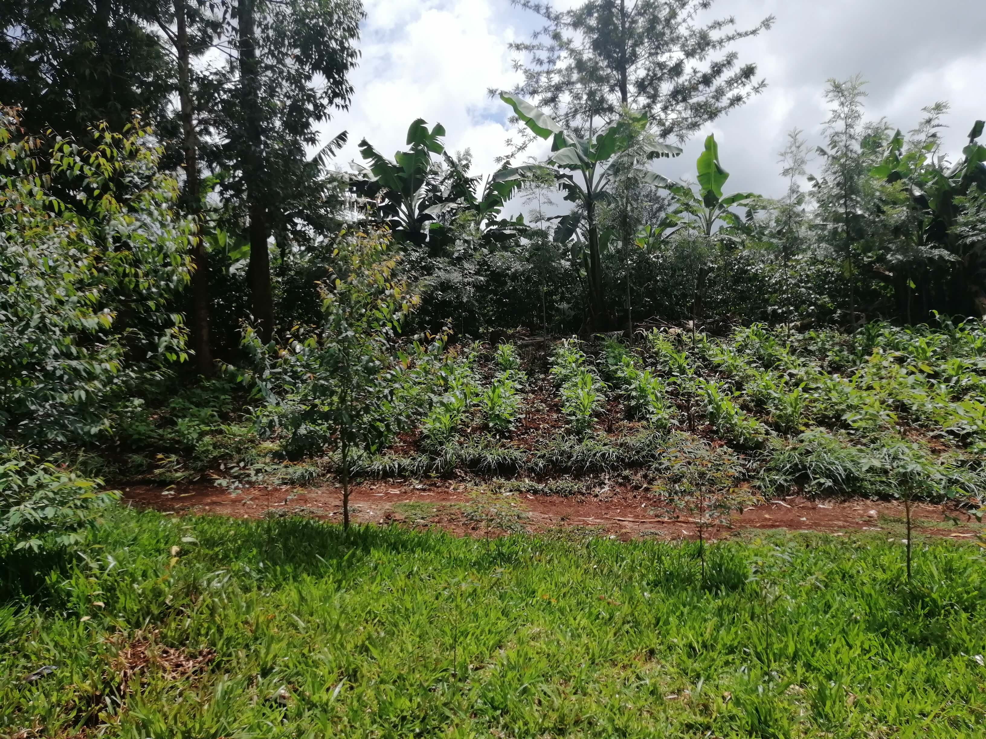 Southern Quarter of Our 5.75-Acre Coffee Plantation with Maize, Blue Gum Trees and Grevillea Robusta Trees
