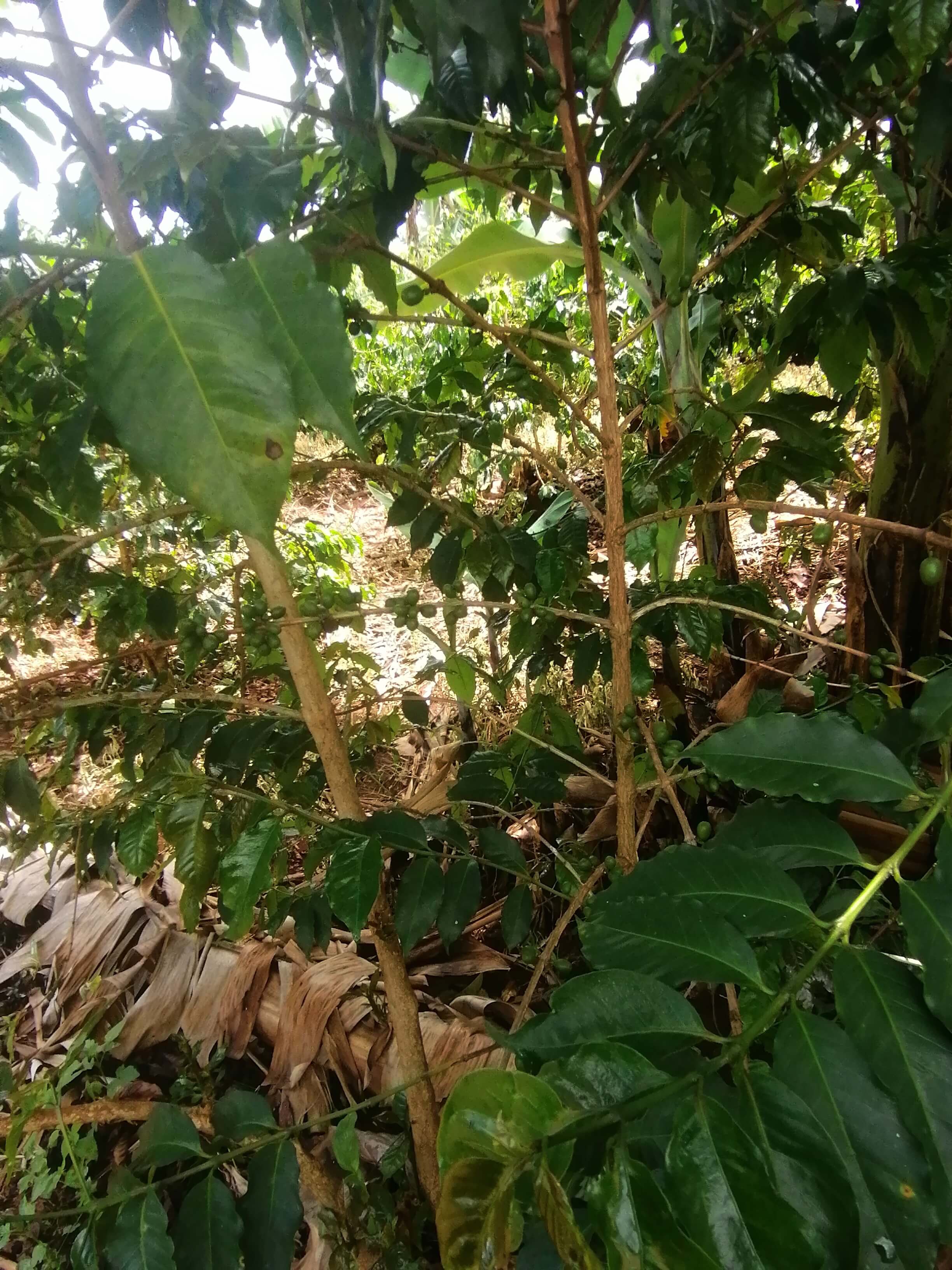 Well-fed Cherries in Our 5.75-Acre Coffee Plantation
